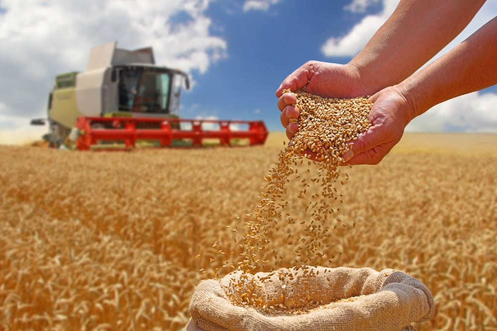 Home Final 20 Wheat,grain,in,a,hand,after,good,harvest,of,successful